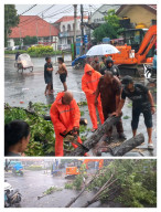 Gerak Cepat Camat Semampir Bersama Sekkel Ampel Evakuasi Pohon Tumbang di Depan Terminal Ampel