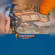 Piton Raksasa 5,5 Meter Gegerkan Surabaya, Damkar Turun Tangan Evakuasi dari Gudang Kayu