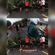 Angin Ganas Hantam Tadden Camplong, Pohon dan Tiang Listrik Tumbang – Rumah Warga Rusak, Jalan Lumpuh Berjam-jam
