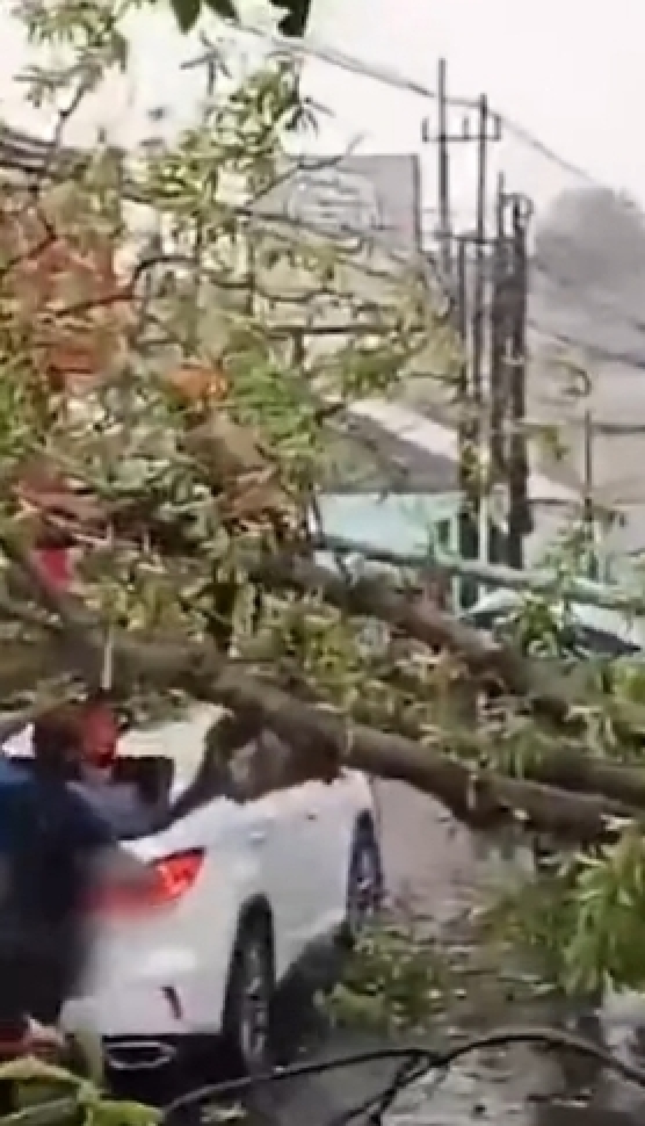 Pohon Tumbang Hantam Mobil di Banyu Urip — Musim Hujan, Warga Diminta Waspada Saat Berkendara Surabaya – Sabtu (29/